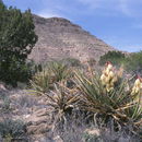 Imagem de Yucca baccata Torr.