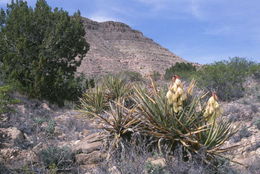 Yucca baccata Torr. resmi