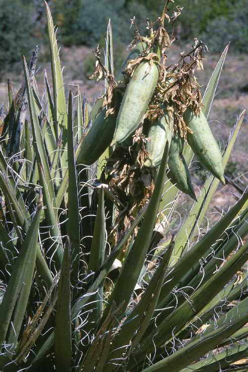 Image of banana yucca