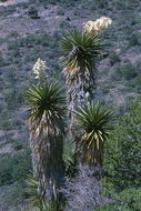 Image de Yucca faxoniana Sarg.