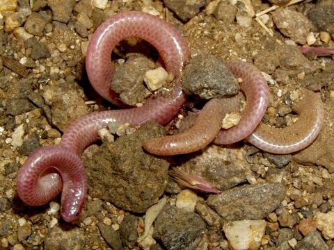 Image of Western Blind Snake