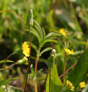 Plancia ëd Agoseris heterophylla (Nutt.) Greene