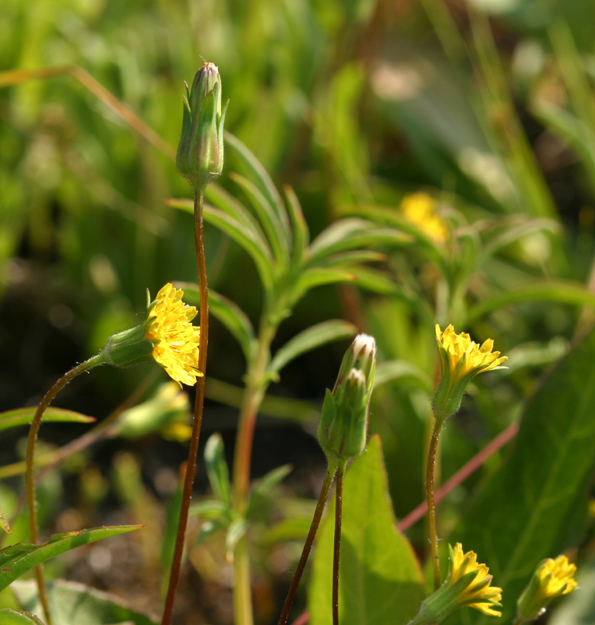 Plancia ëd Agoseris heterophylla (Nutt.) Greene