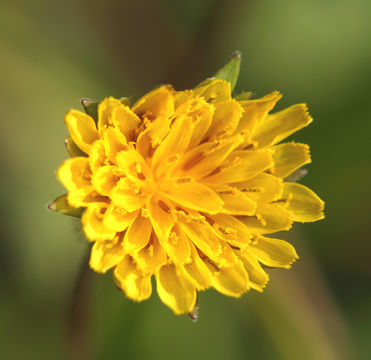 Image de Agoseris heterophylla (Nutt.) Greene