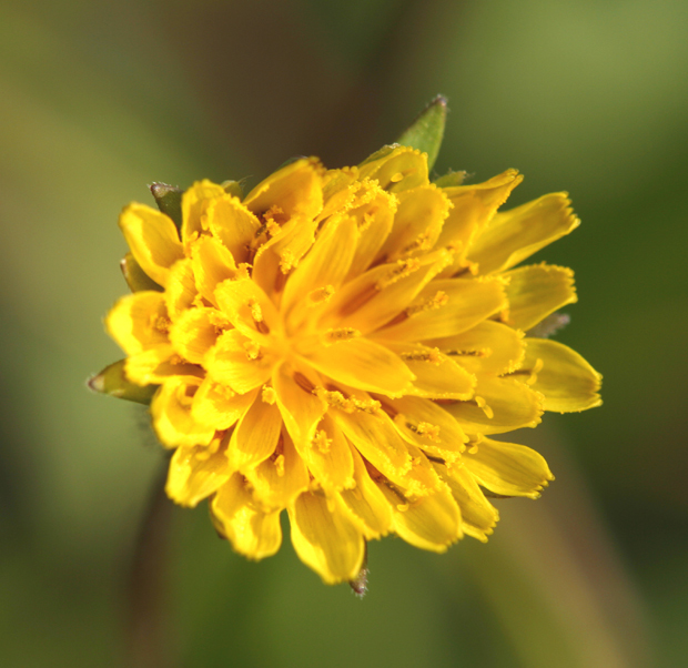 Plancia ëd Agoseris heterophylla (Nutt.) Greene