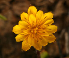 Plancia ëd Agoseris heterophylla (Nutt.) Greene