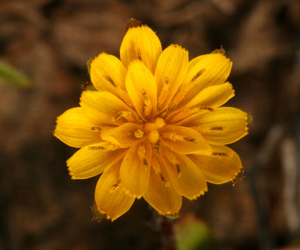 Image de Agoseris heterophylla (Nutt.) Greene