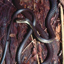 Image of Northern Tree Snake
