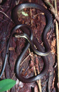 Image of Solomons treesnake