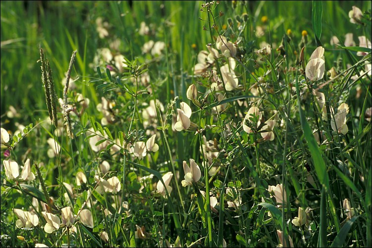Vicia grandiflora (rights holder: 2004 Dr. Amadej Trnkoczy)