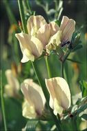 Image of large yellow vetch