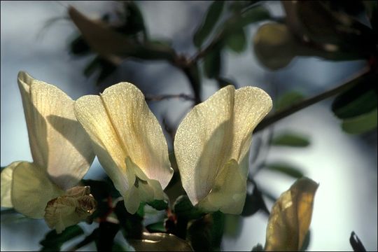 Image of large yellow vetch