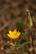 Image de Agoseris heterophylla (Nutt.) Greene