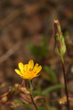 صورة Agoseris heterophylla (Nutt.) Greene