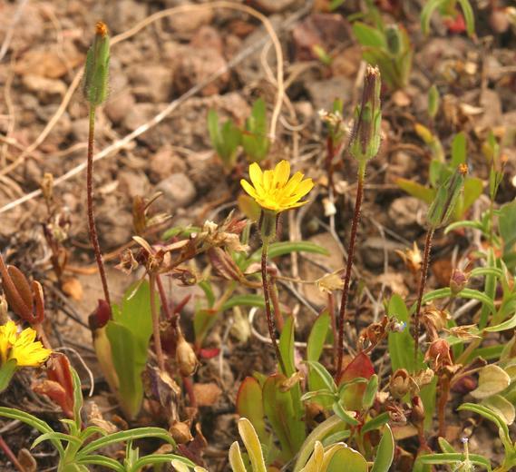 Image de Agoseris heterophylla (Nutt.) Greene