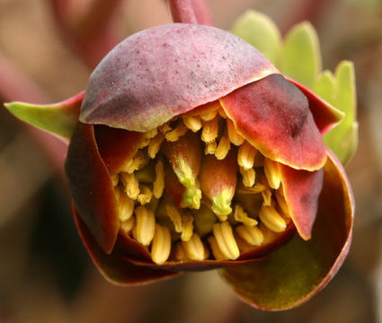 Image of Brown's peony