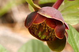 Image of Brown's peony