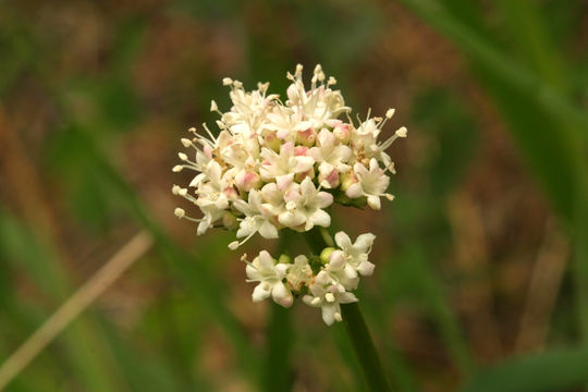 Image of California valerian