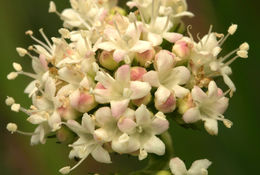 Image of California valerian