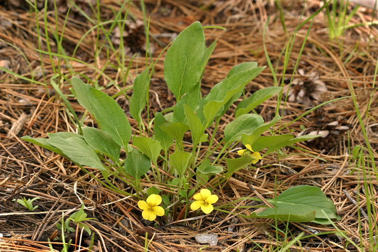 Image of Baker's violet