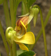 Image of Baker's violet