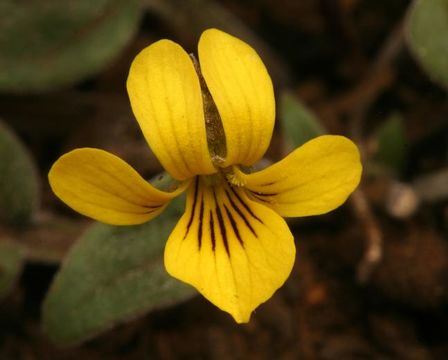 Image of Baker's violet