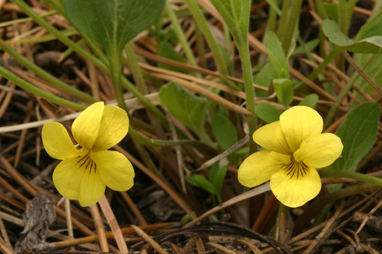 Image of Baker's violet