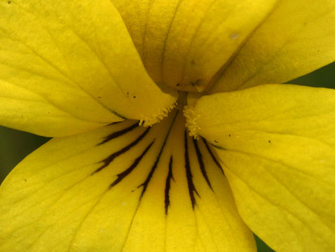 Image of <i>Viola bakeri</i> Greene