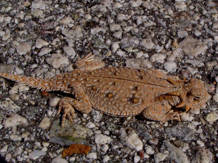 Image of Flat-tailed Horned Lizard
