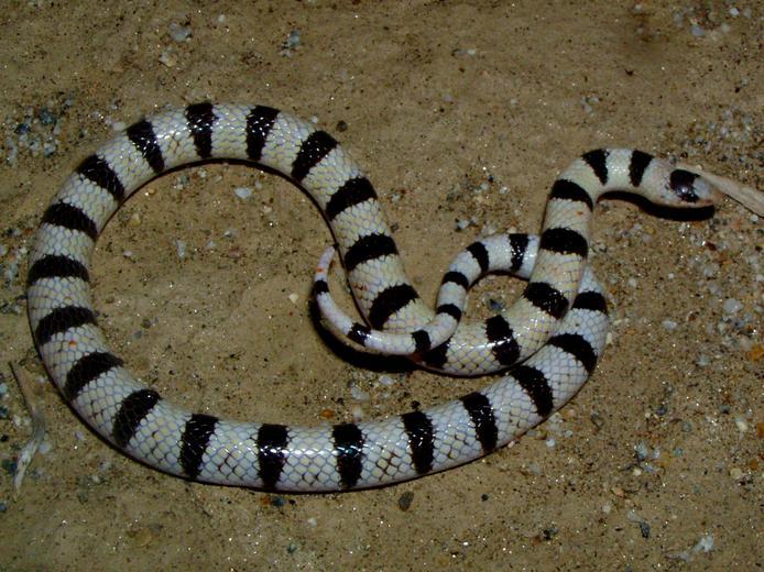 Image of Western Shovel-nose Snake