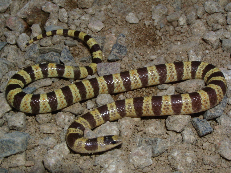 Image of Western Shovel-nose Snake