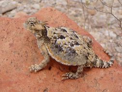 Image of Desert Horned Lizard