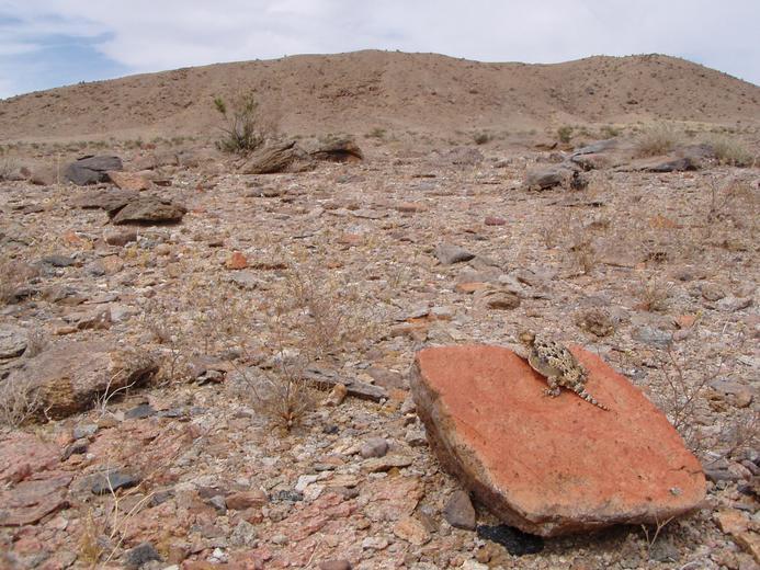 Image of Desert Horned Lizard