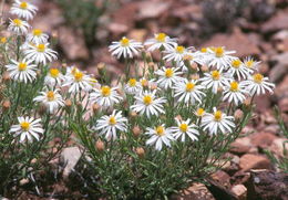 Image de Chaetopappa ericoides (Torr.) G. L. Nesom