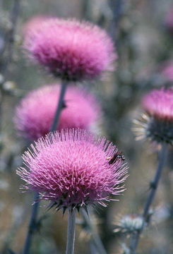 Imagem de Cirsium neomexicanum A. Gray