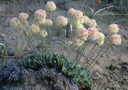 Imagem de Eriogonum ovalifolium var. purpureum (Nutt.) Durand