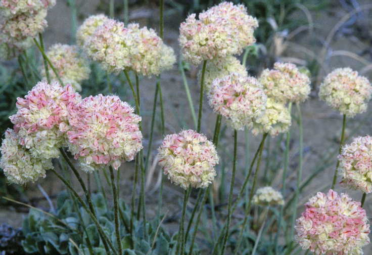 Imagem de Eriogonum ovalifolium var. purpureum (Nutt.) Durand