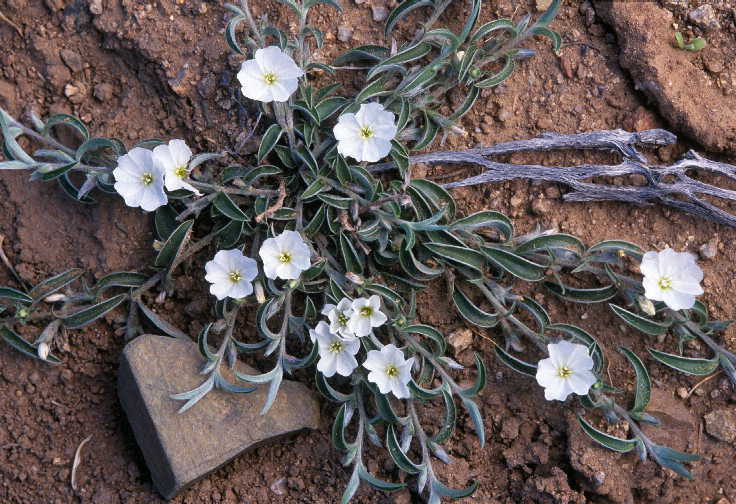 Image of Silver Dwarf-Morning-Glory