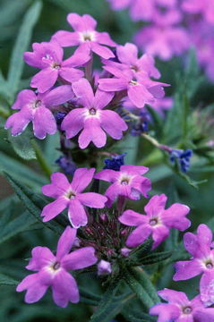 Image of Dakota mock vervain