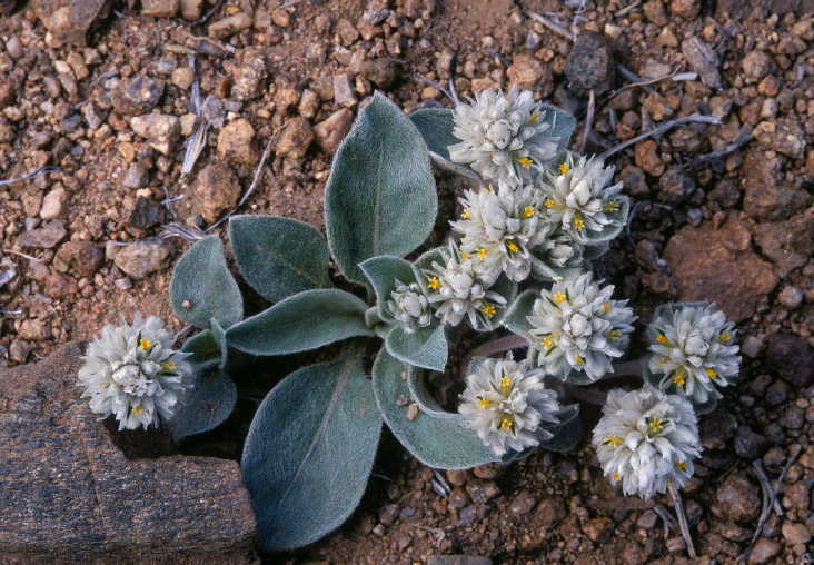 Gomphrena caespitosa Torr. resmi