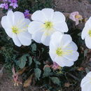 Image of whitest evening primrose