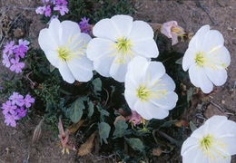 Image of whitest evening primrose