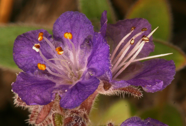 Image of low phacelia