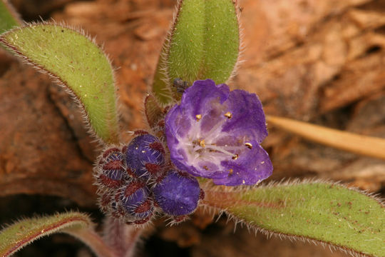 Image of low phacelia