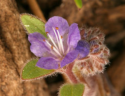 Image of low phacelia