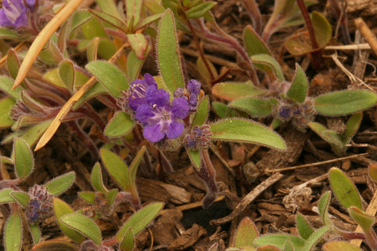 Image of low phacelia