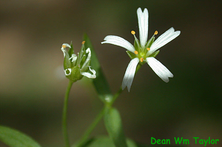 صورة <i>Pseudostellaria sierrae</i>