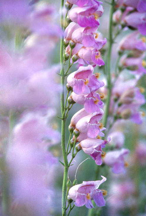 Image of Palmer's penstemon