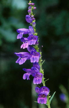 Imagem de Penstemon strictus Benth.