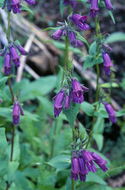 Image of Whipple's penstemon